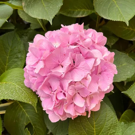 Lo Scoglio Daire Varigotti