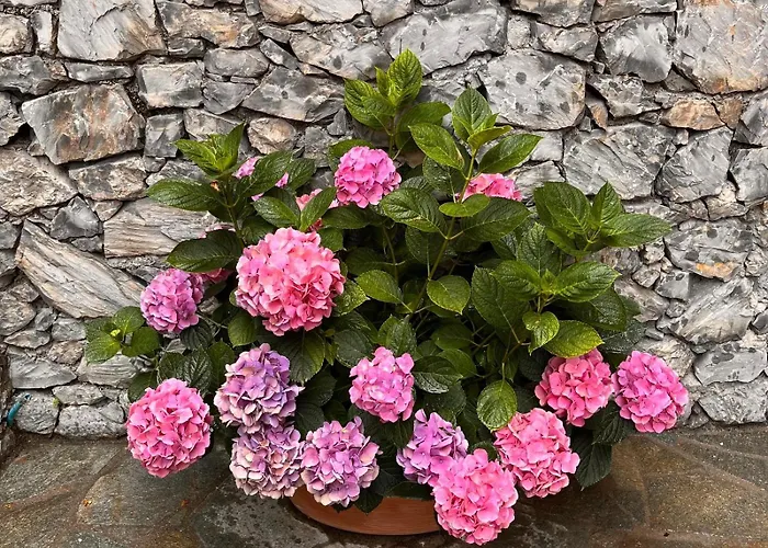 Lo Scoglio アパート *