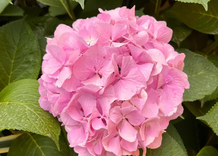 Lo Scoglio アパート ヴァリゴッティ